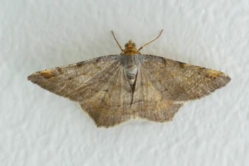 Réf. 209 358 : Macaria liturata
